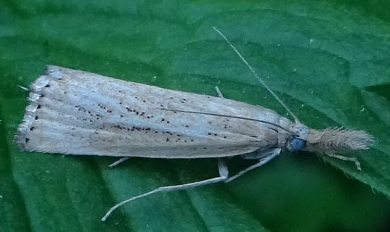 Agriphila straminella ?